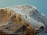 Snegl